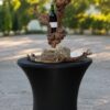 Présentoir de bouteille en cep de vigne sur pierre naturelle