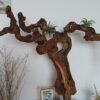 présentoir en cep de vigne