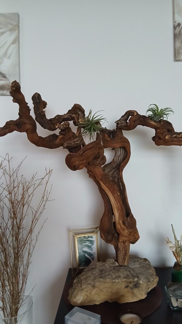 présentoir en cep de vigne