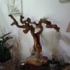 Déco cep de vigne sur pierre naturelle avec Tillandsia