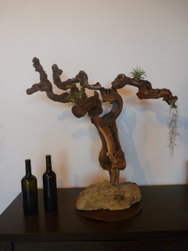 Déco cep de vigne sur pierre naturelle avec Tillandsia