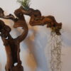 Déco cep de vigne sur pierre naturelle avec Tillandsia