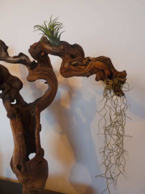 Déco cep de vigne sur pierre naturelle avec Tillandsia