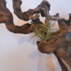 Déco cep de vigne sur pierre naturelle avec Tillandsia