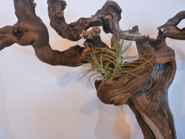 Déco cep de vigne sur pierre naturelle avec Tillandsia