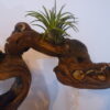 Déco cep de vigne sur pierre naturelle avec Tillandsia