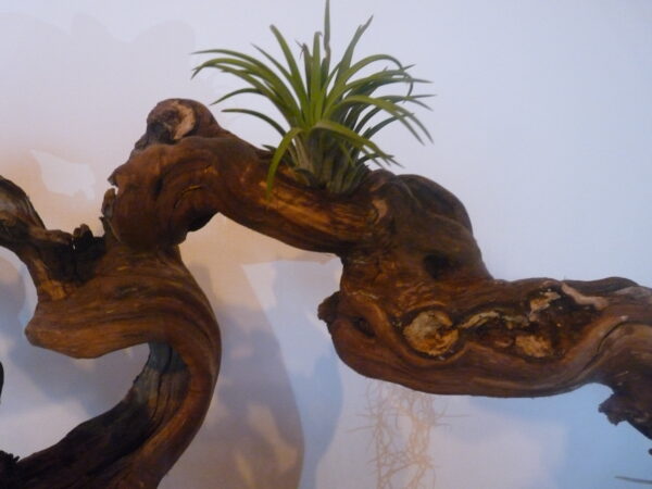 Déco cep de vigne sur pierre naturelle avec Tillandsia