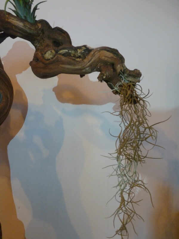 Déco cep de vigne sur pierre naturelle avec Tillandsia