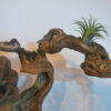 Déco cep de vigne sur pierre naturelle avec Tillandsia