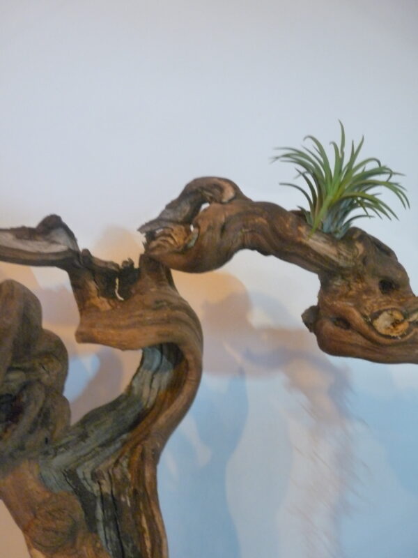 Déco cep de vigne sur pierre naturelle avec Tillandsia