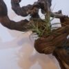 Déco cep de vigne sur pierre naturelle avec Tillandsia
