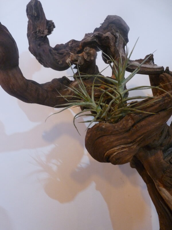 Déco cep de vigne sur pierre naturelle avec Tillandsia