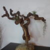 Déco cep de vigne sur pierre naturelle avec Tillandsia