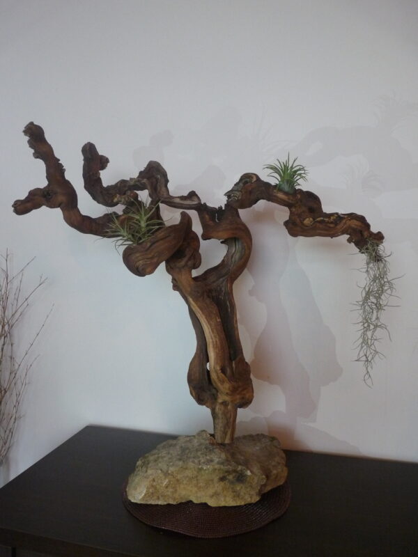 Déco cep de vigne sur pierre naturelle avec Tillandsia