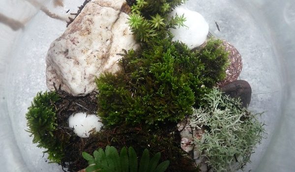 terrarium