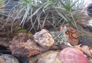 tillandsia