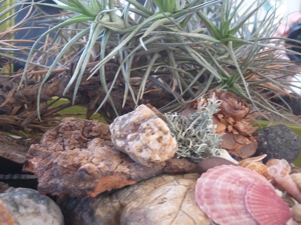 tillandsia