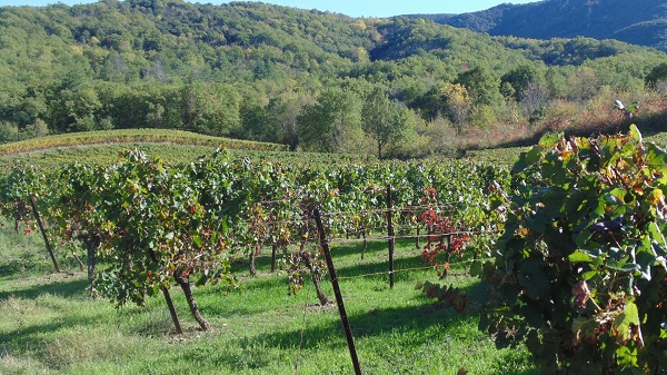 vignes